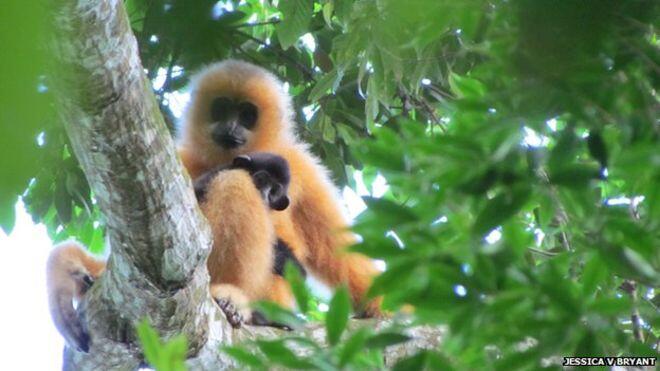 Hainan gibbon decline charted in Chinese records