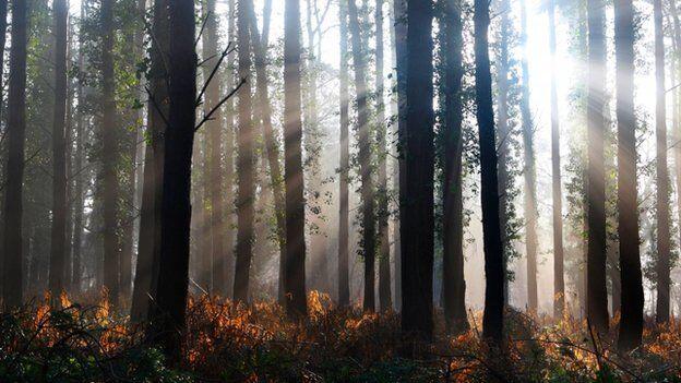 Earth’s trees number ‘three trillion’