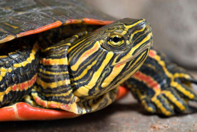 Painted turtles