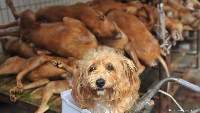 China’s controversial dog meat festival