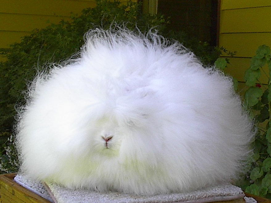 The long haired rabbits