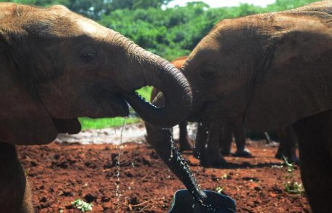 Pour sauver les éléphants d’Afrique, Washington interdit le commerce de l’ivoire