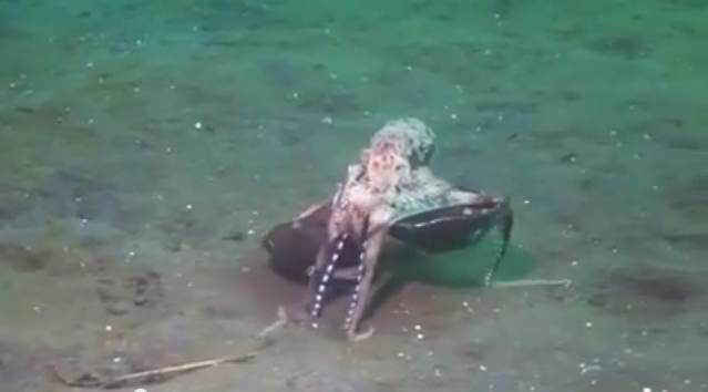 Octopus moves coconut shell