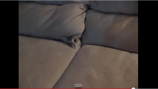 Cat hides in sofa