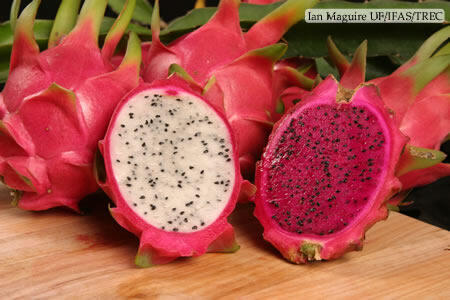 The dragon fruit