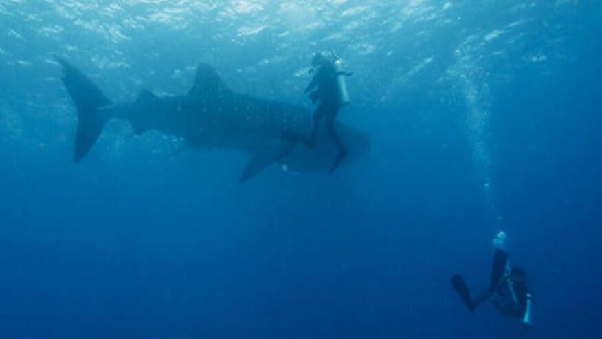 Les grands requins blancs d’Afrique du Sud menacés d’extinction