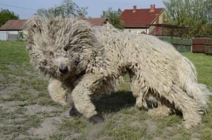 Komondor-5