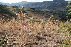 Sécheresse en Afrique australe: course contre la montre pour apporter une aide agricole à 23 millions de personnes