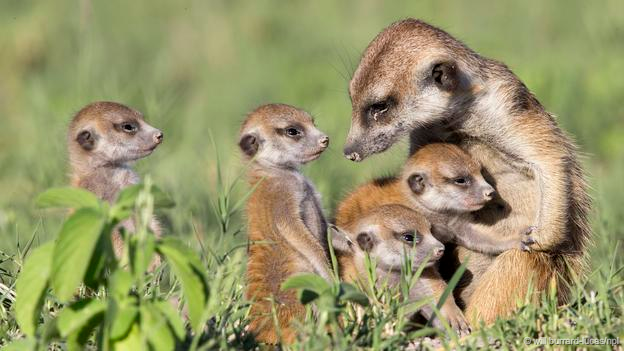 Meet the Meerkats