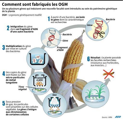 OGM: Washington réaffirme son opposition à la décision européenne