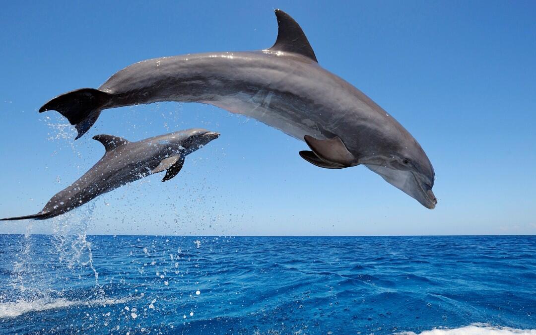 Oil spill induced reproductive failure in bottlenose dolphins