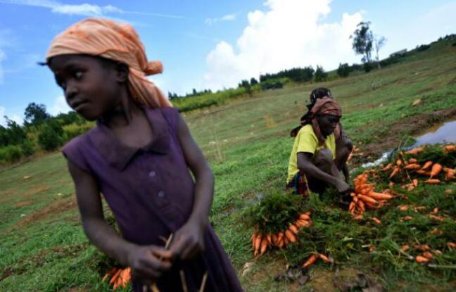 Pauvreté et déforestation: le cercle vicieux qui menace Haïti