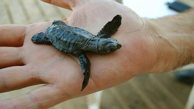 Pour sauver les tortues, il faut préserver les plages