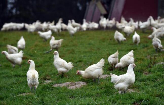 Le Foll: les résultats des contrôles sur les abattoirs publiés