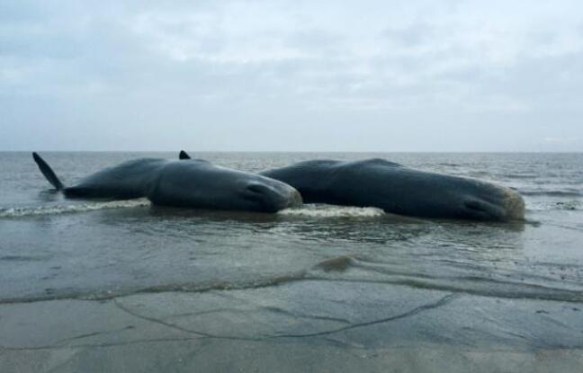 Quatre cachalots échoués sur des plages d’Angleterre