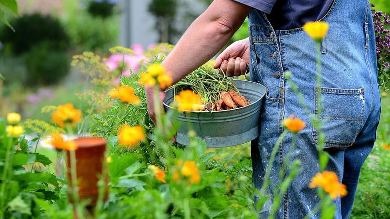 Quelles fleurs cultiver dans un potager ?