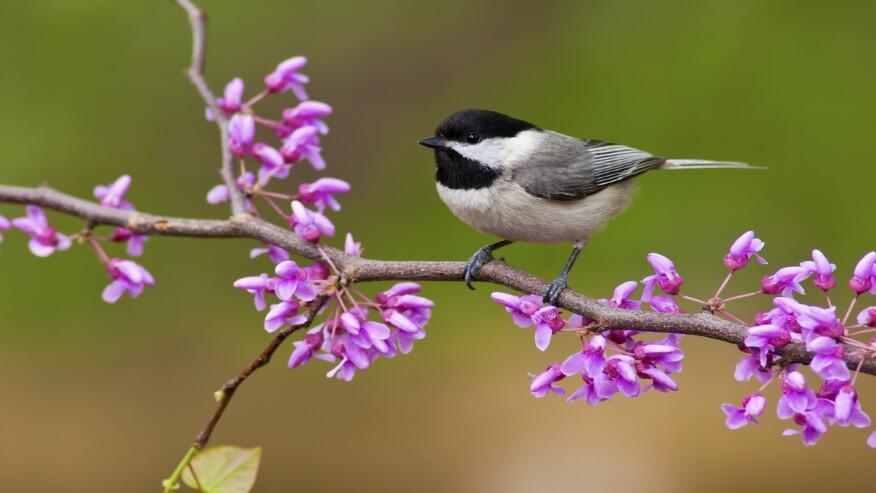 Spring will come earlier up to 28 days in the US  Due to climate change