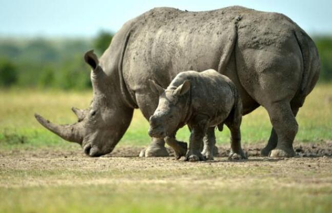 Le commerce de corne de rhinocéros en Afrique du Sud validé par la justice