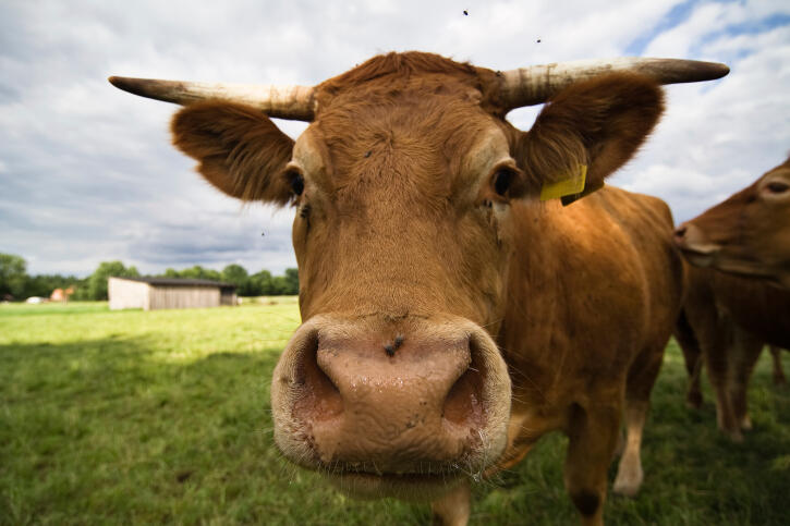 Lait: la hausse de la production en Europe responsable de la crise mondiale