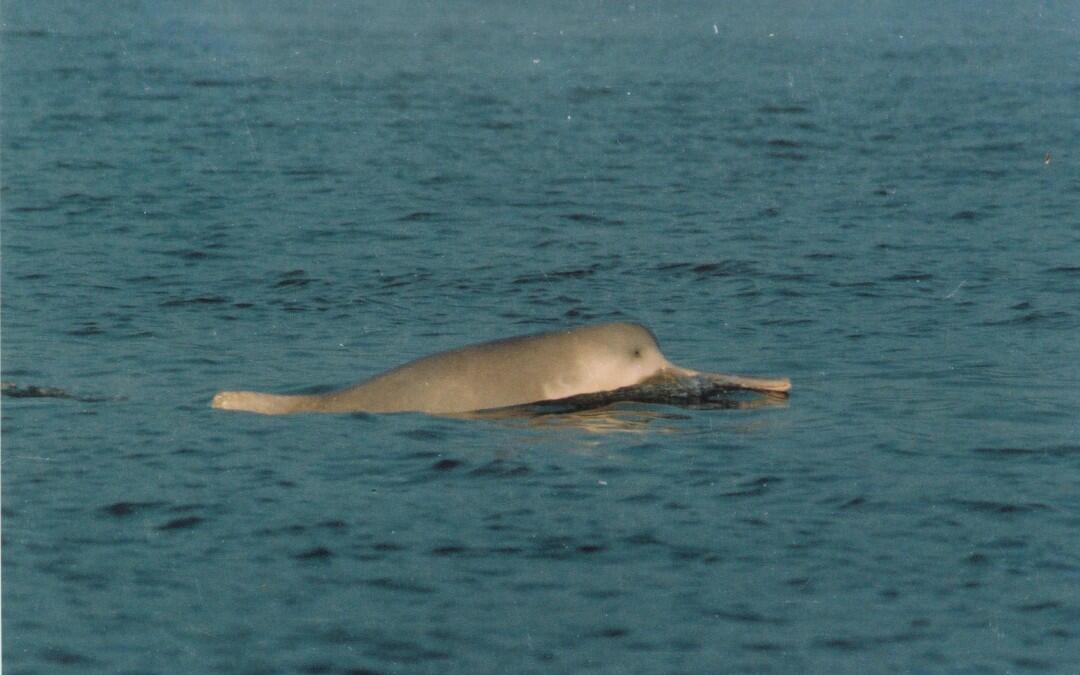 Extinct Chinese Dolphin