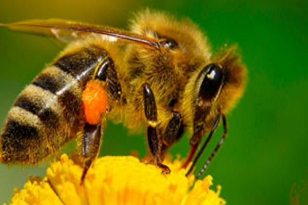 LAS “VACUNAS” DE LAS ABEJAS