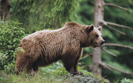 Quand les mères ours cherchent la protection des hommes