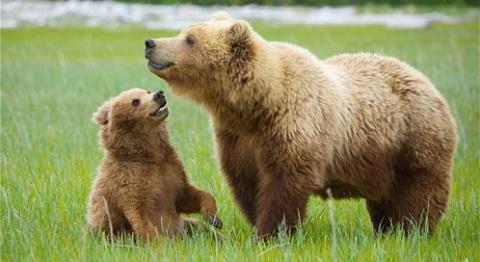 Pyrénées: 20 ans après sa réintroduction, ça gronde toujours contre l’ours