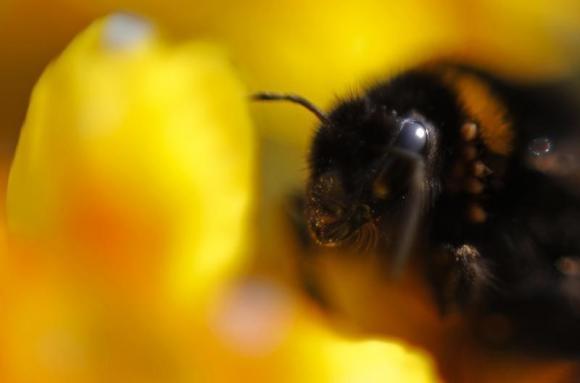 Cri d’alarme pour l’abeille noire, l’abeille de l’ouest européen