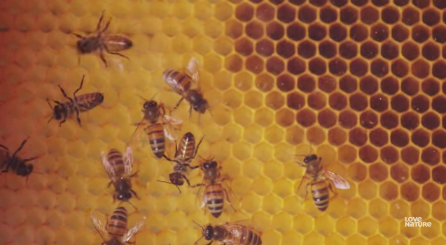 Why do Bees work Together?