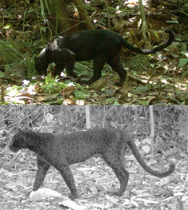 ‘Invisible’ Black Leopard Spots Finally Revealed [PHOTOS]