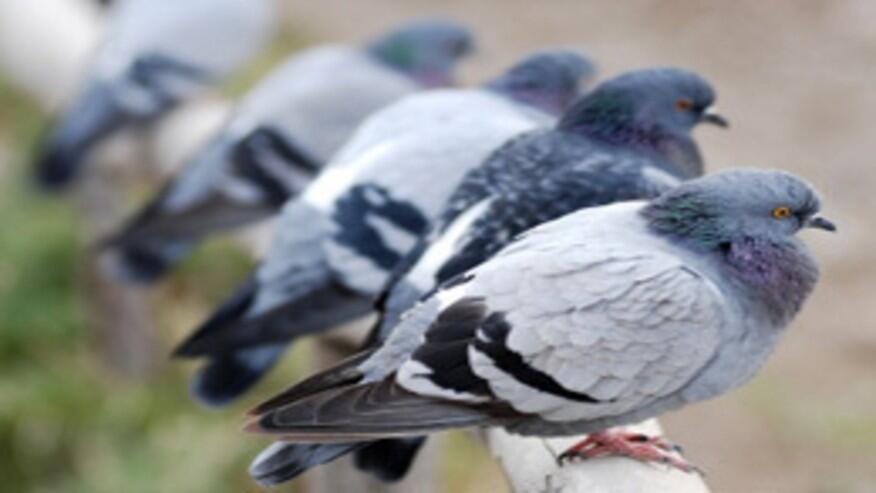 Les oiseaux de la ville sont plus agressifs que leurs homologues réels