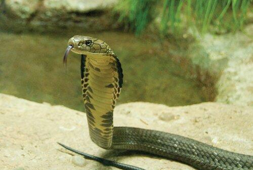 The kind Cobra is not a Cobra