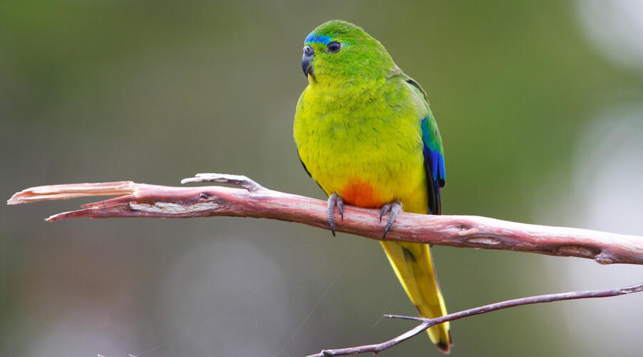 Critically Endangered parrots killed by rats at breeding facility