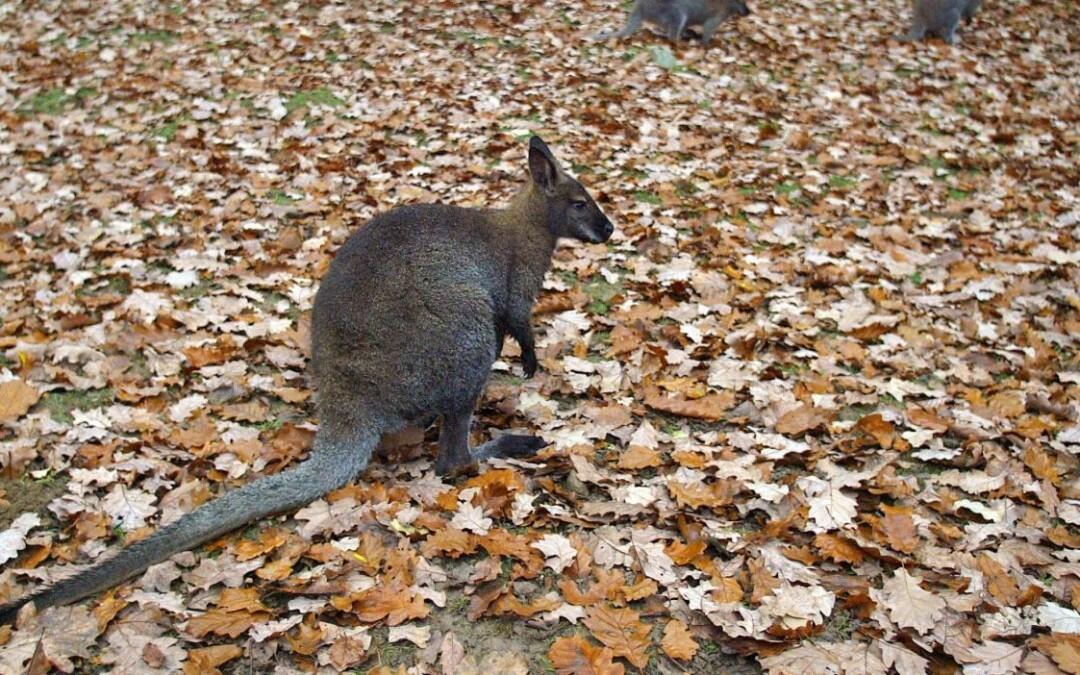 Des kangourous sauvages en région parisienne