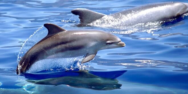 delfines del Golfo de Cádiz y del estrecho de Gibraltar acumulan contaminantes en su organismo