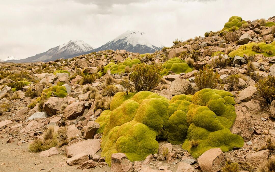 Cushion plants harbour tiny mountain worlds inside