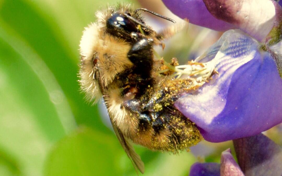 Climate vice squeezes bumblebee habitat from north and south