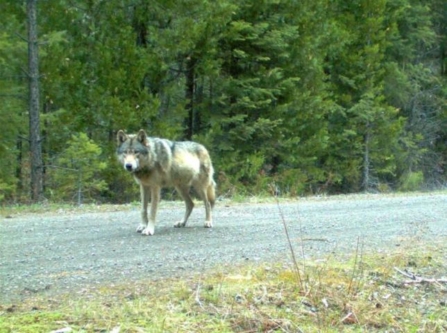 Oregon wildlife managers vote to take wolves off endangered list