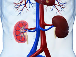 Kidneys’ importance