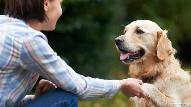 dogs avoid people who are mean to their owners