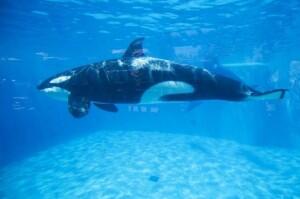 An Orca killer whale is seen underwater at the animal theme park SeaWorld in San Diego, California