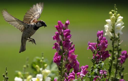 Backyard feeders invite aggressive bird breeds