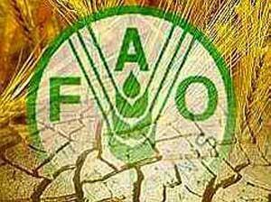 FAO preocupada por desperdicio de alimentos y el medio ambiente       