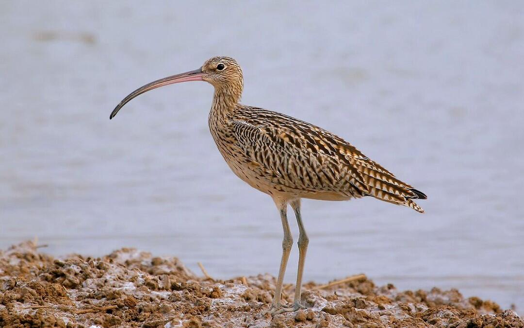 Decade-long Citizen Science project counts China’s waterbirds