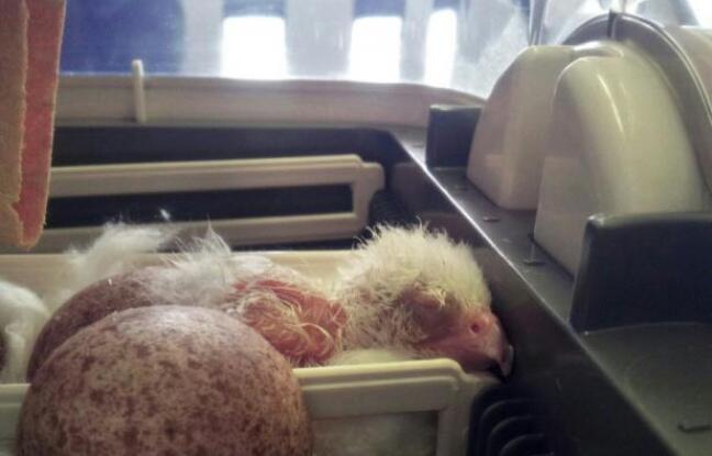 Chili: un rare faucon albinos sauvé d’un trafic d’œufs destiné à Dubaï