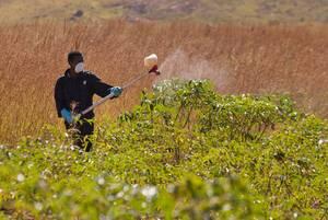 New visual guide to protect children from pesticides