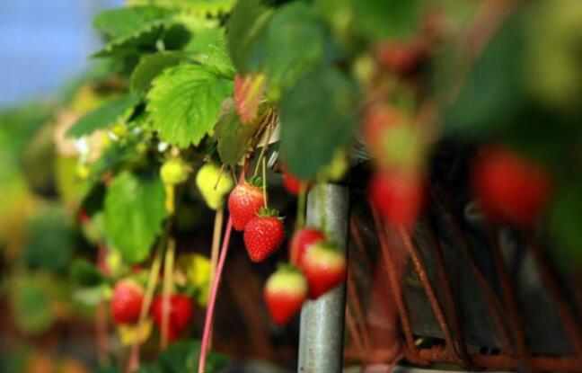 Fraises à Noël, mimosa à la St-Sylvestre: la météo clémente déboussole la nature