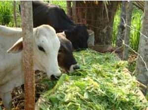 Cuba potencia uso de caña de azúcar como alimento animal   