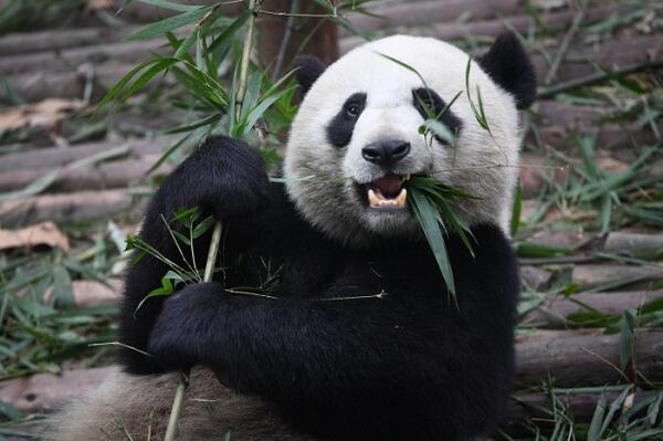 Giant Pandas and Their Bamboo Story, Updated