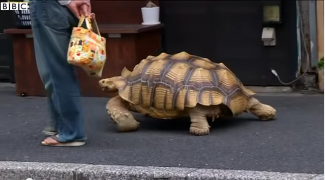 Tokyo man and his pet giant tortoise are internet hit